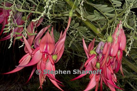 clianthus puniceus 6 graphic